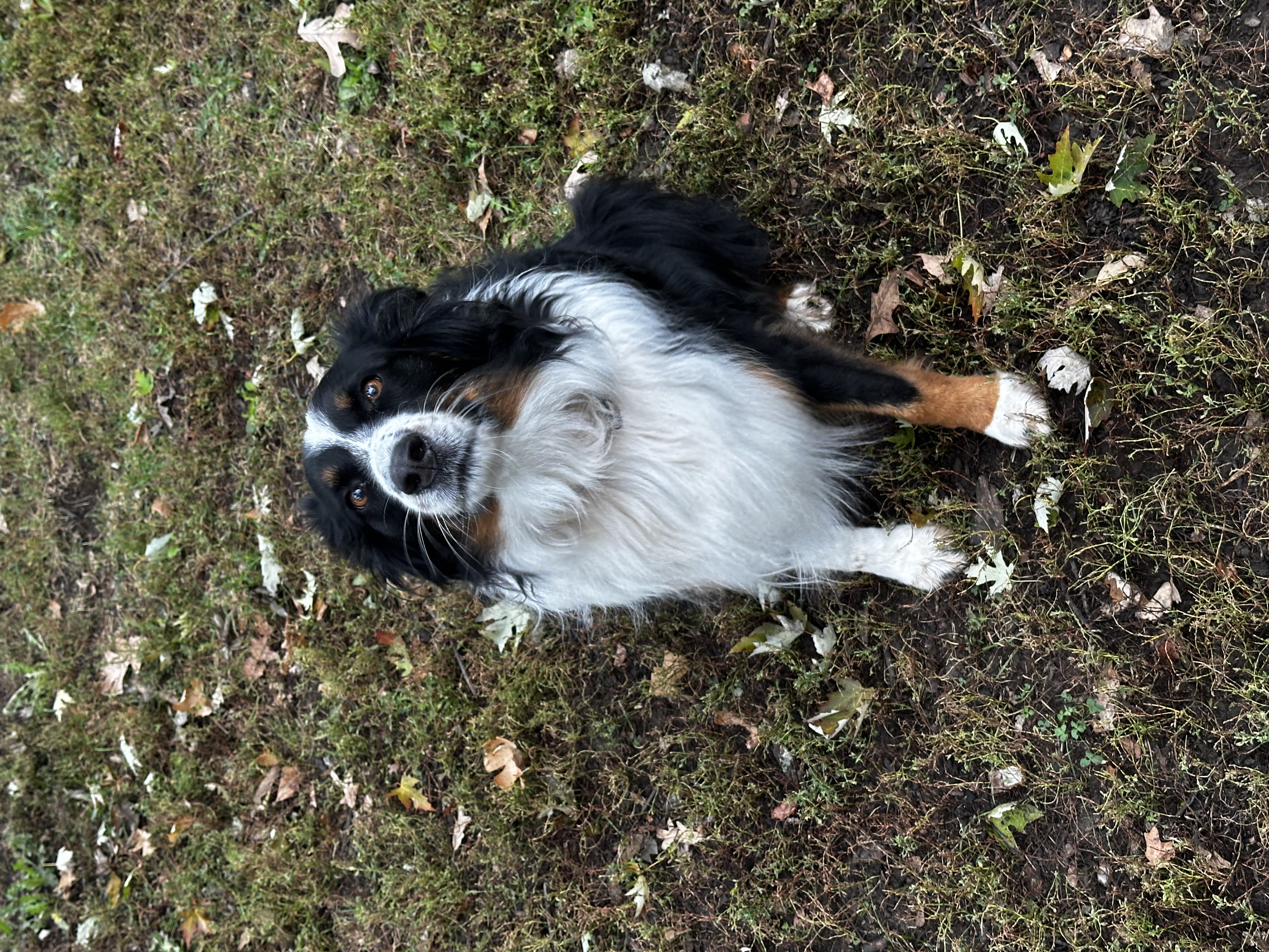Billie Holiday Australian Shepherd 