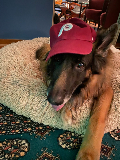 Sammy the German Shepherd