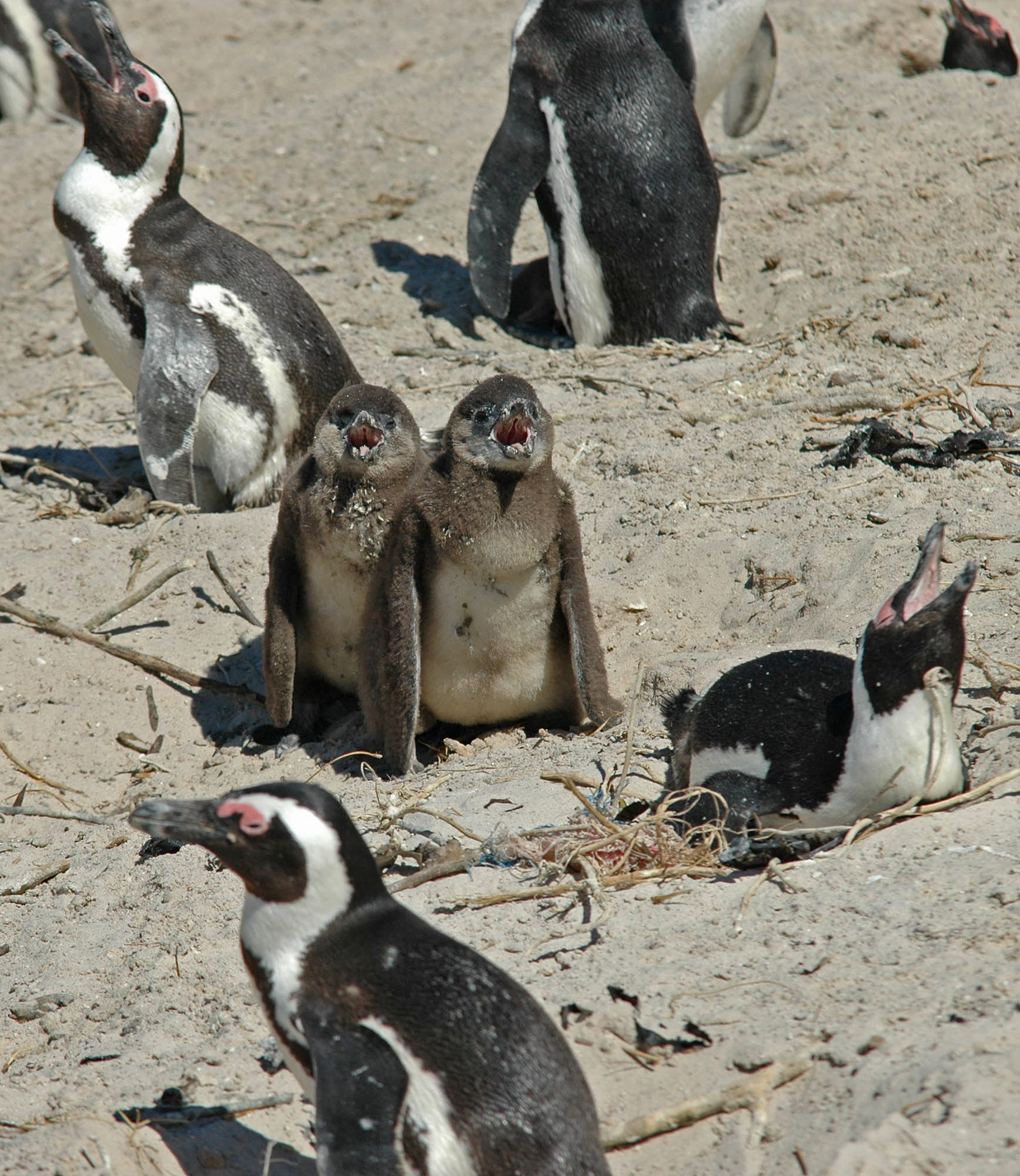 Paradoxical Penguins, Boulders Beach, South Africa