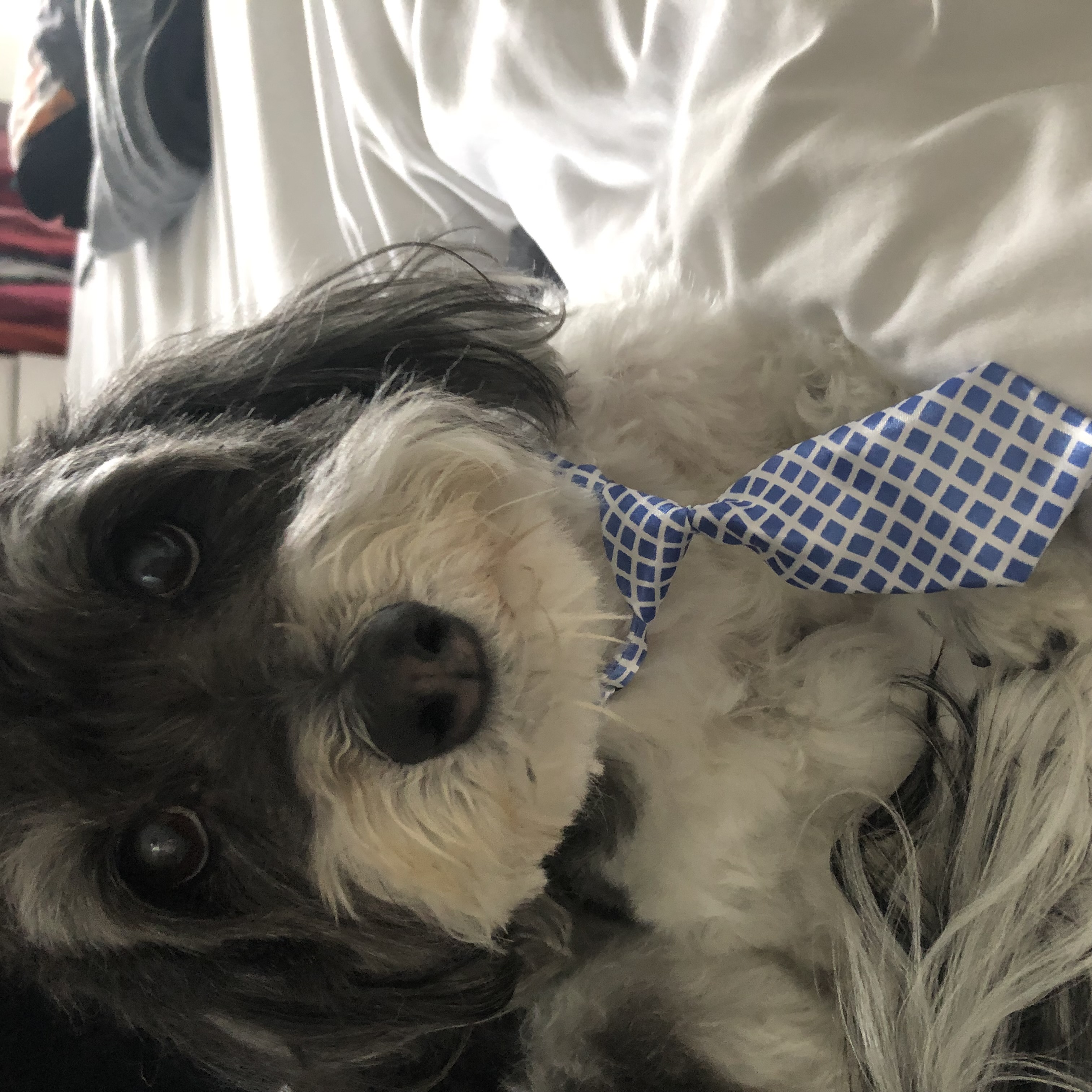 Oliver (2010 - 2023)