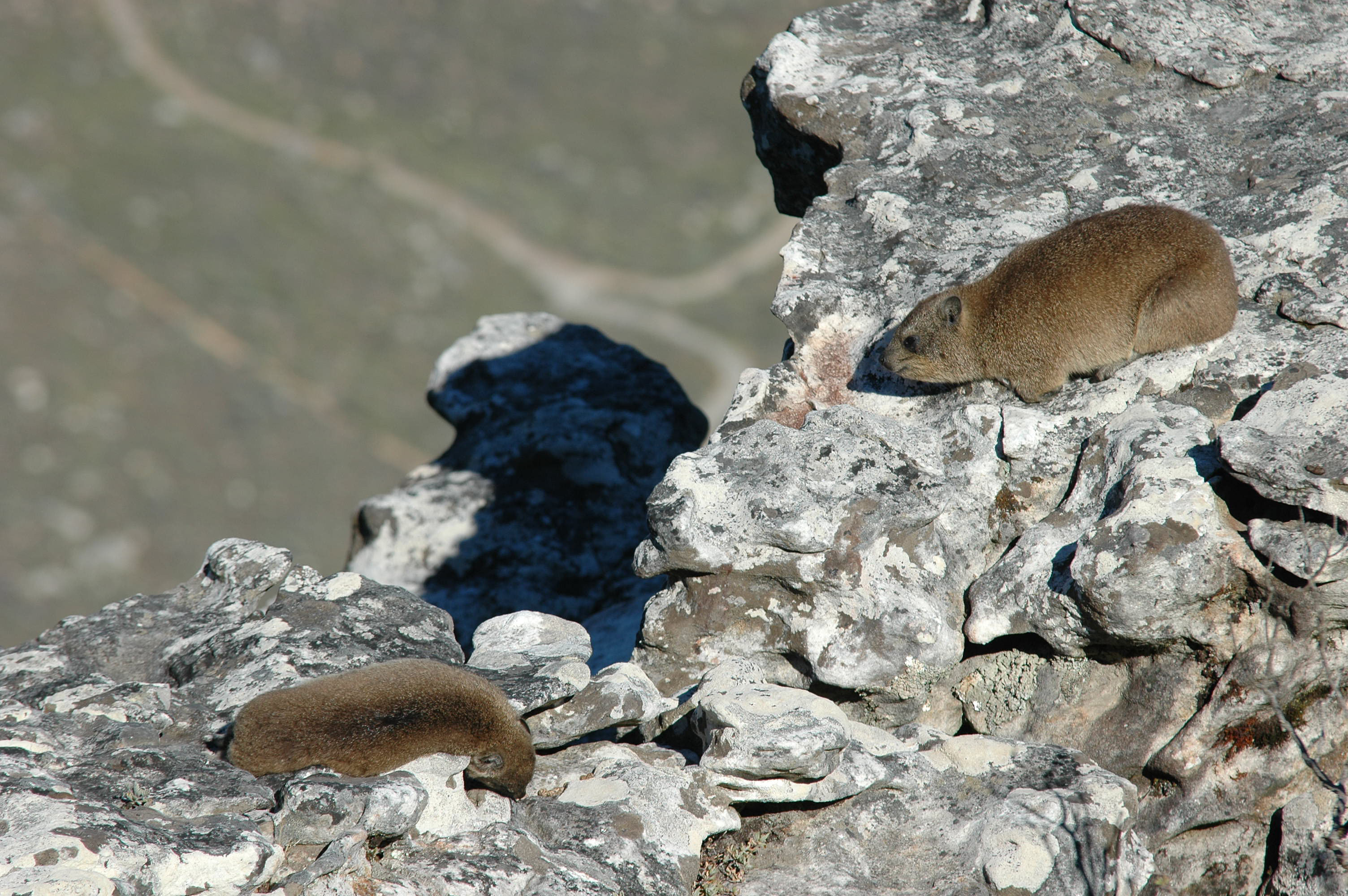 On Table Mountain, Cape Town