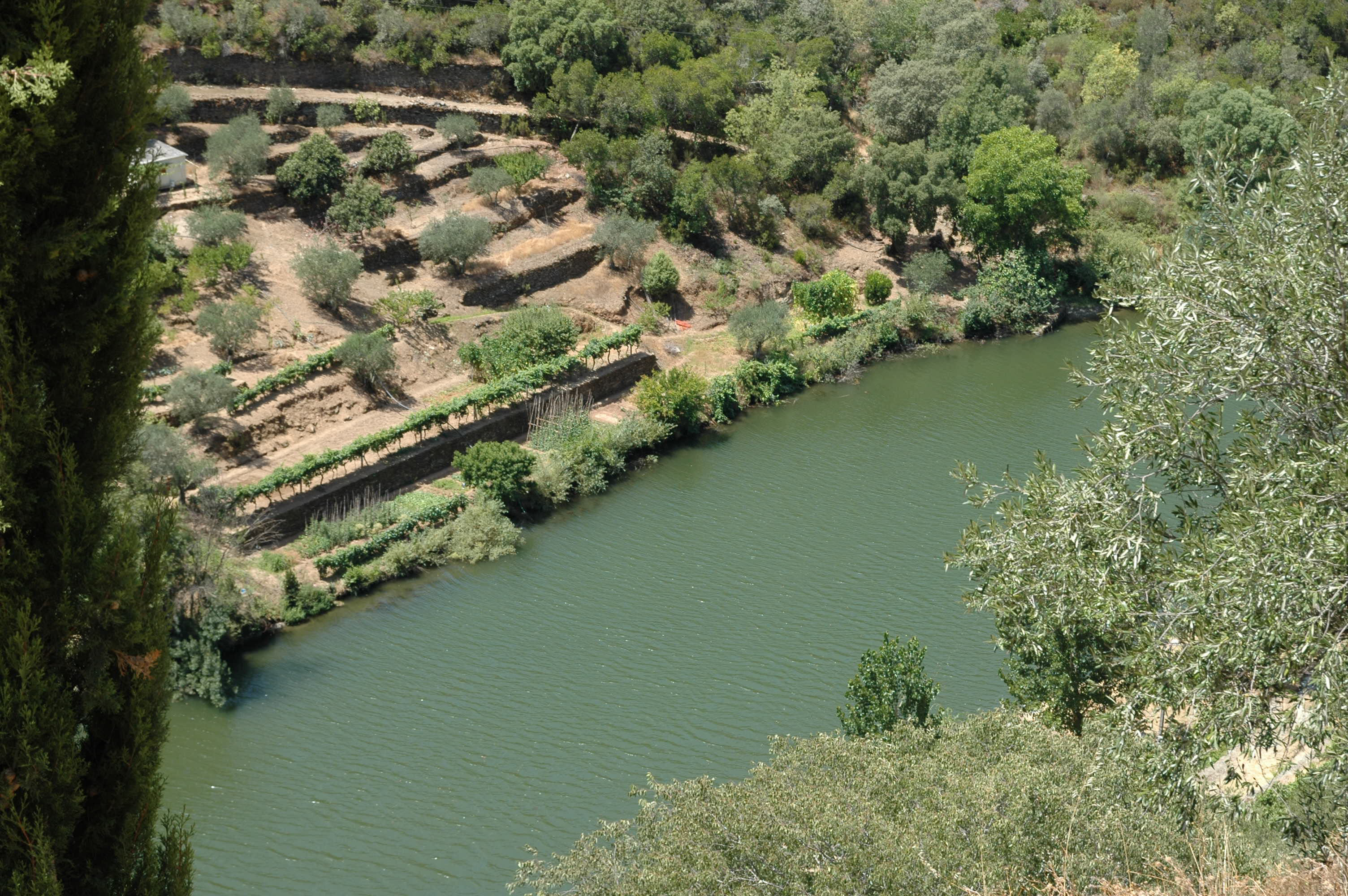 Quinta Do Panascel Vineyard, Douro Valley