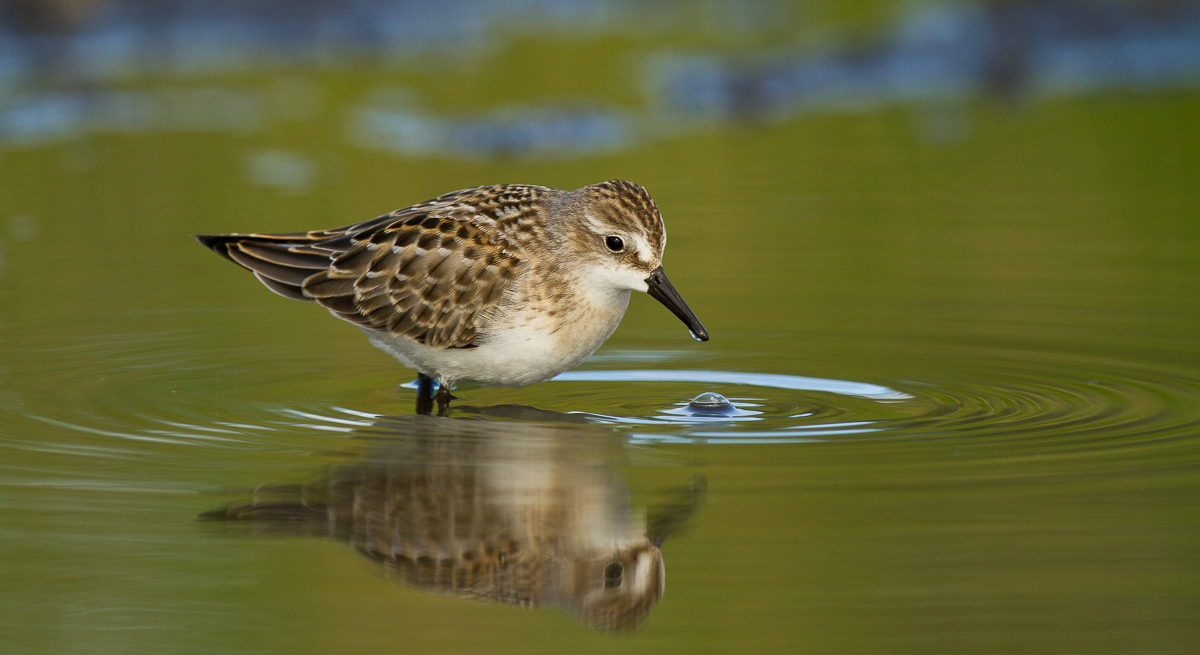 Fly Away Home, Photography By Arni Cheatham, Music By Bloom And Nelson