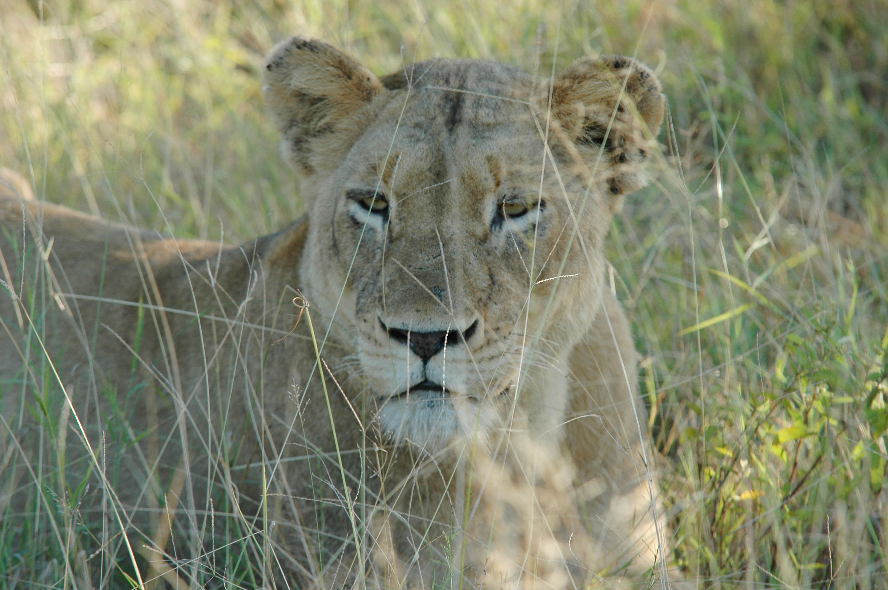 Female Lion, on Game Safari in Kruger National Park