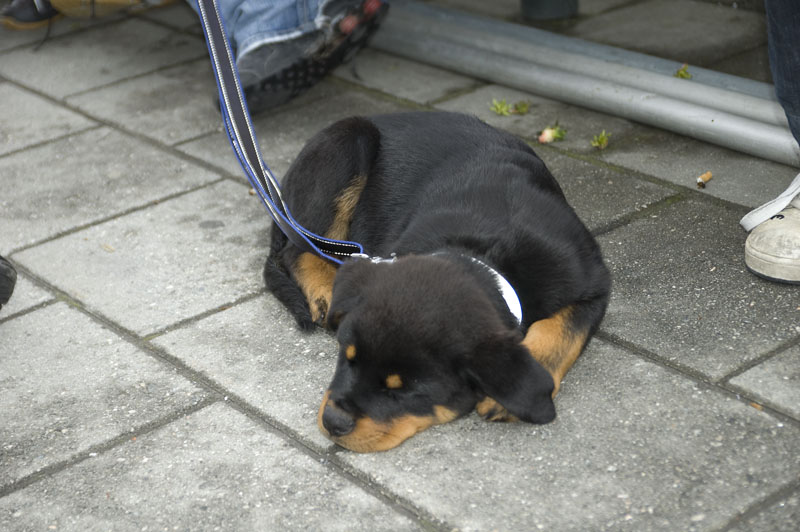 Dogs at Molde Jazz