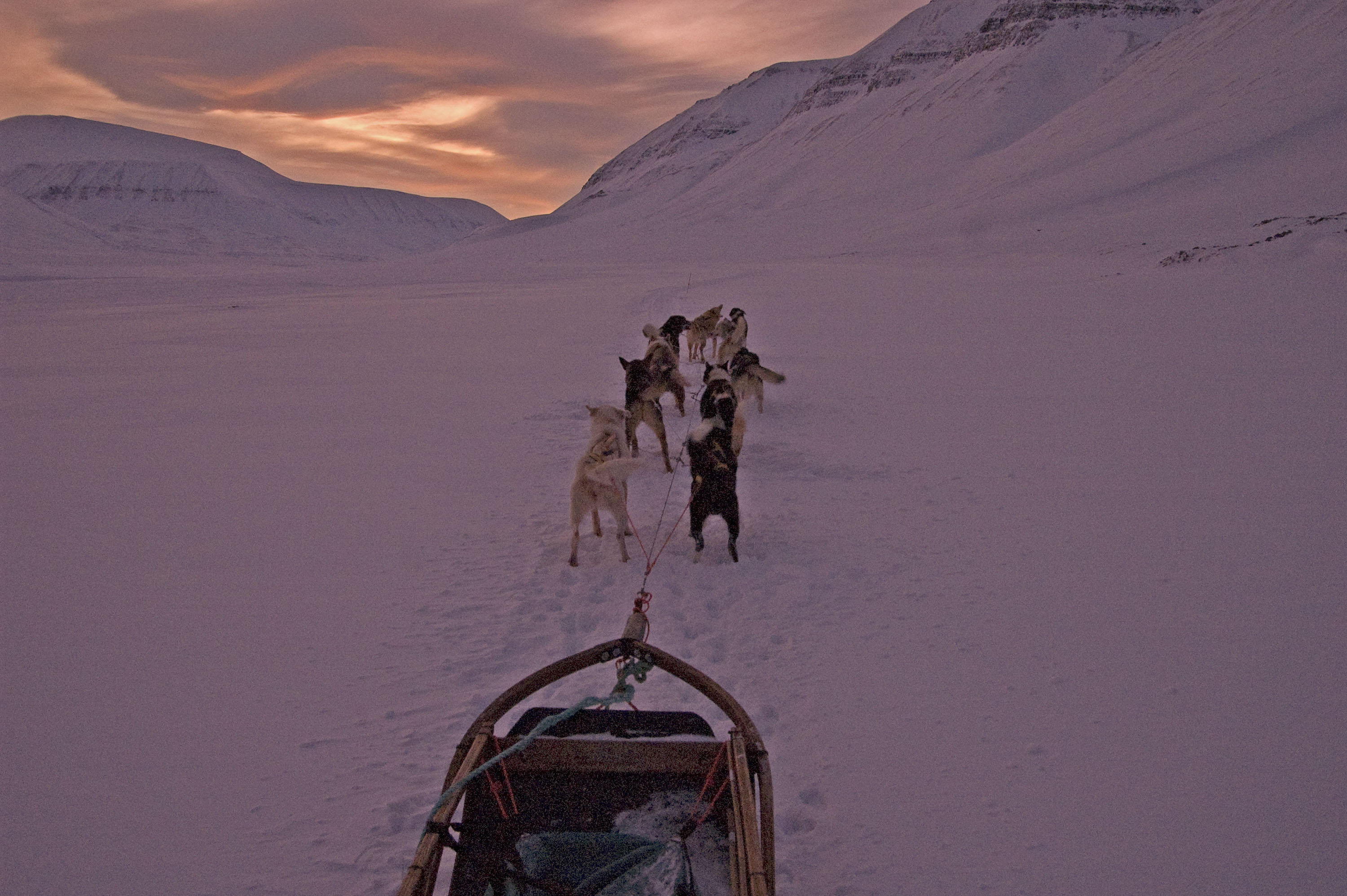 Dog-Sledding on Svalbard