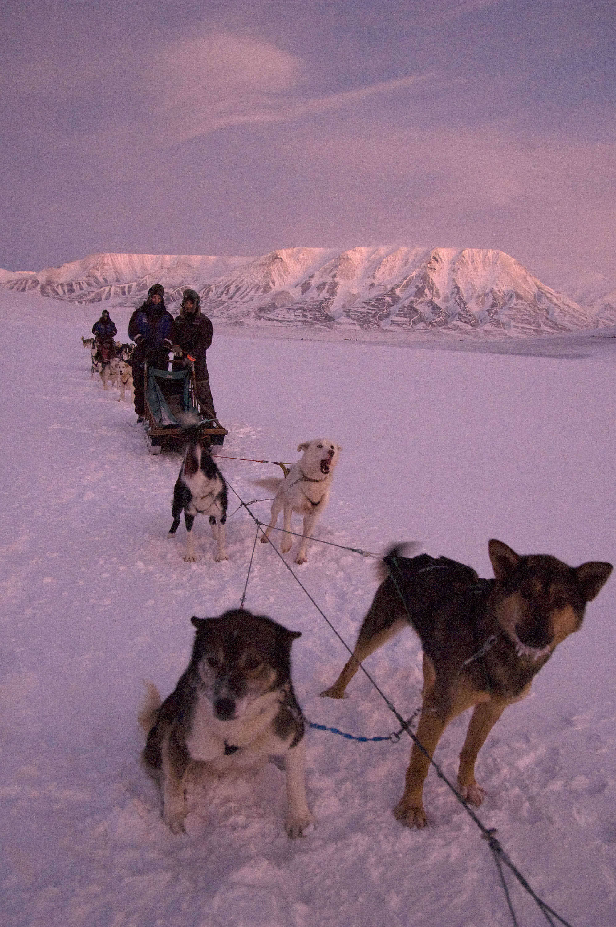 Dog-Sledding on Svalbard