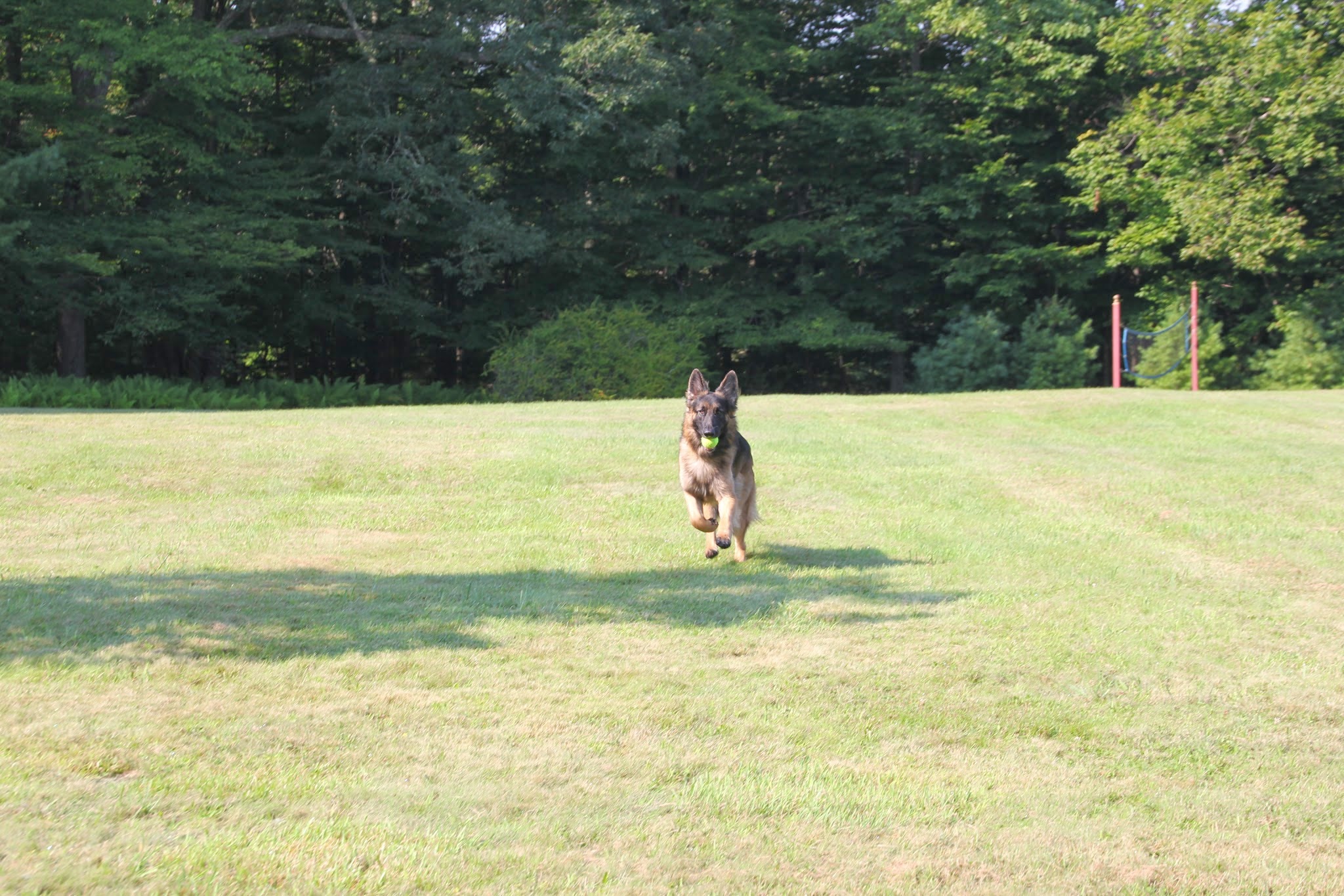 Sammy the German Shepherd