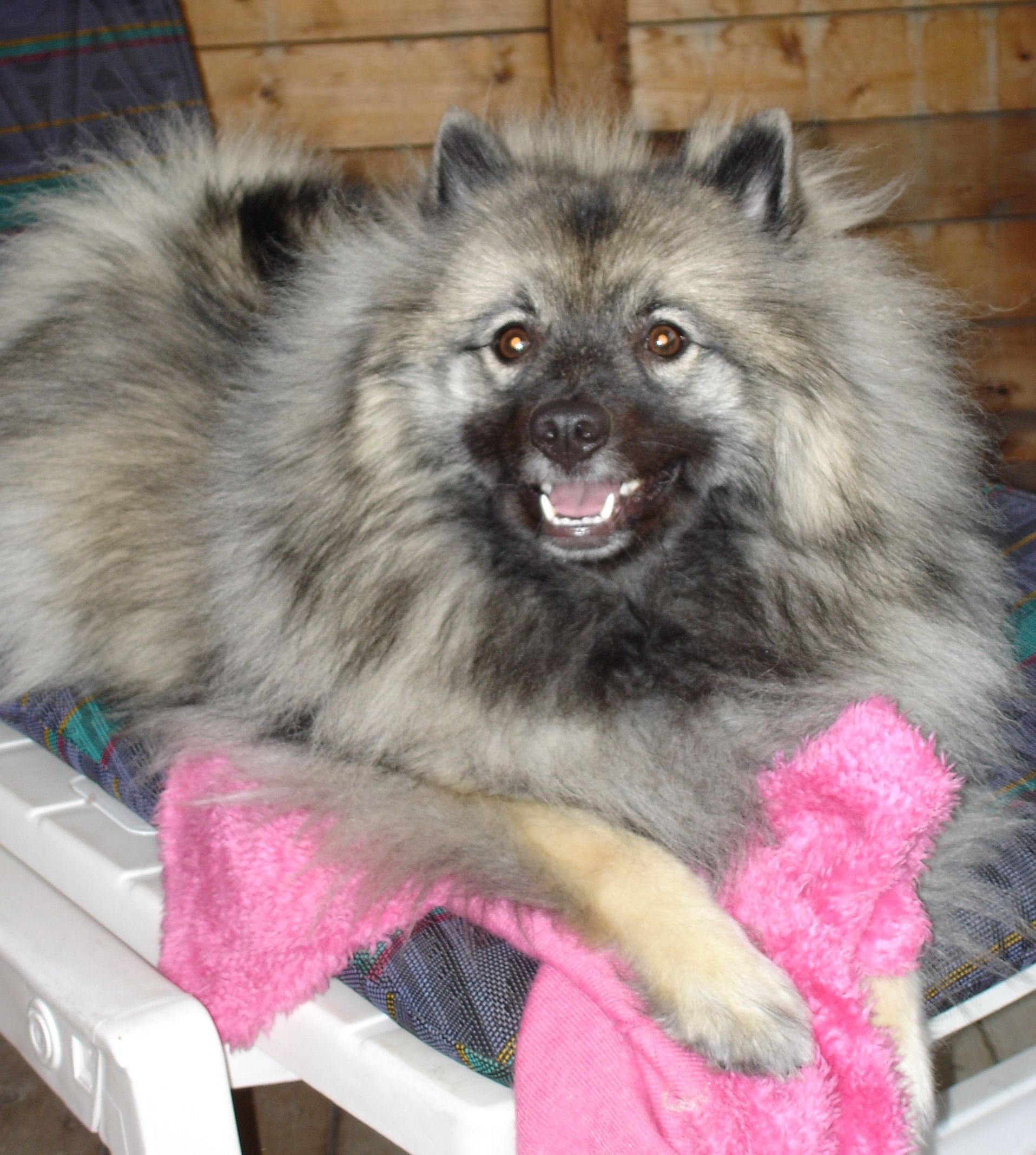 Jesse Rose the Keeshond