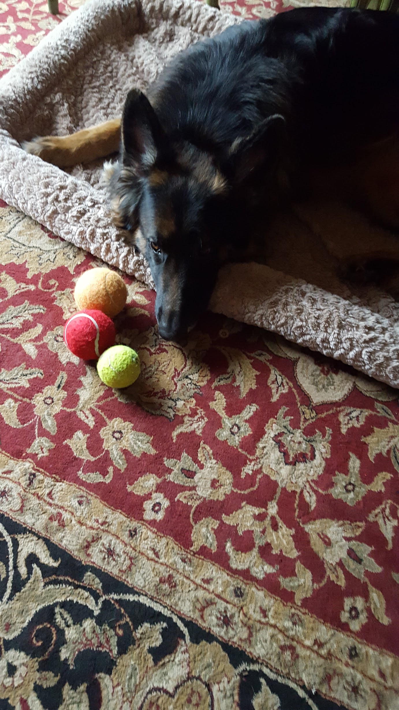 Sammy the German Shepherd