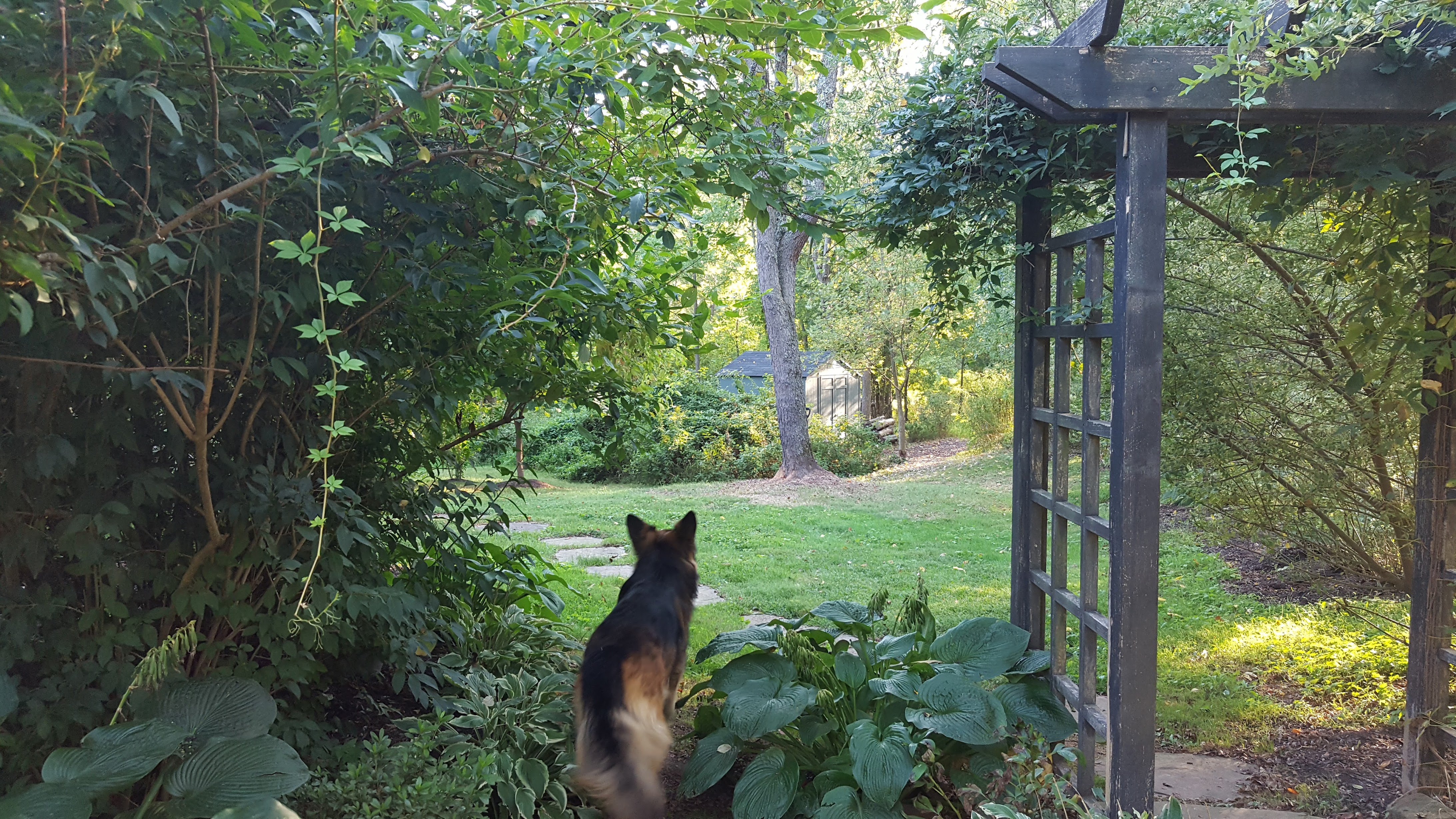 Sammy the German Shepherd