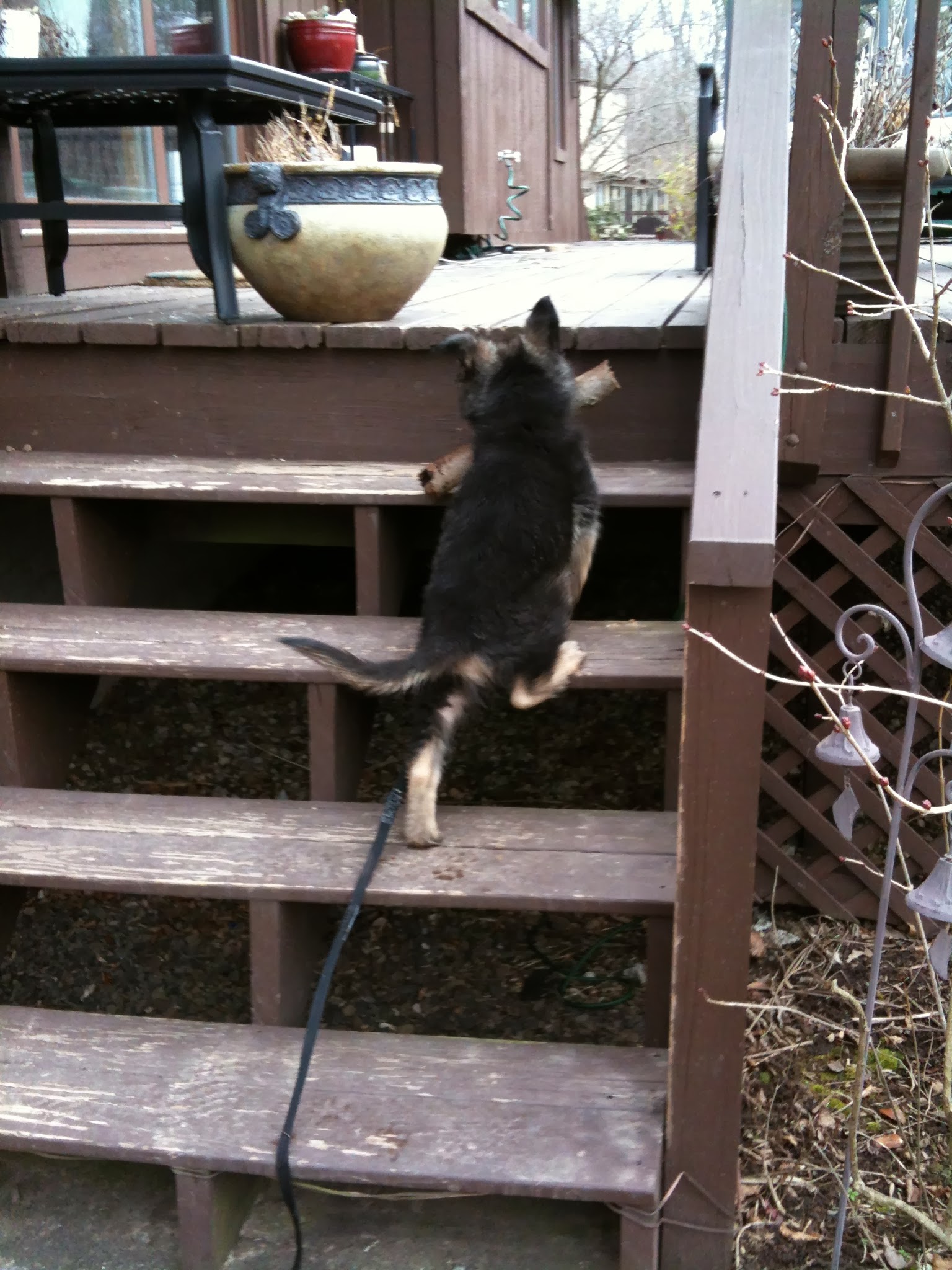 Sammy the German Shepherd