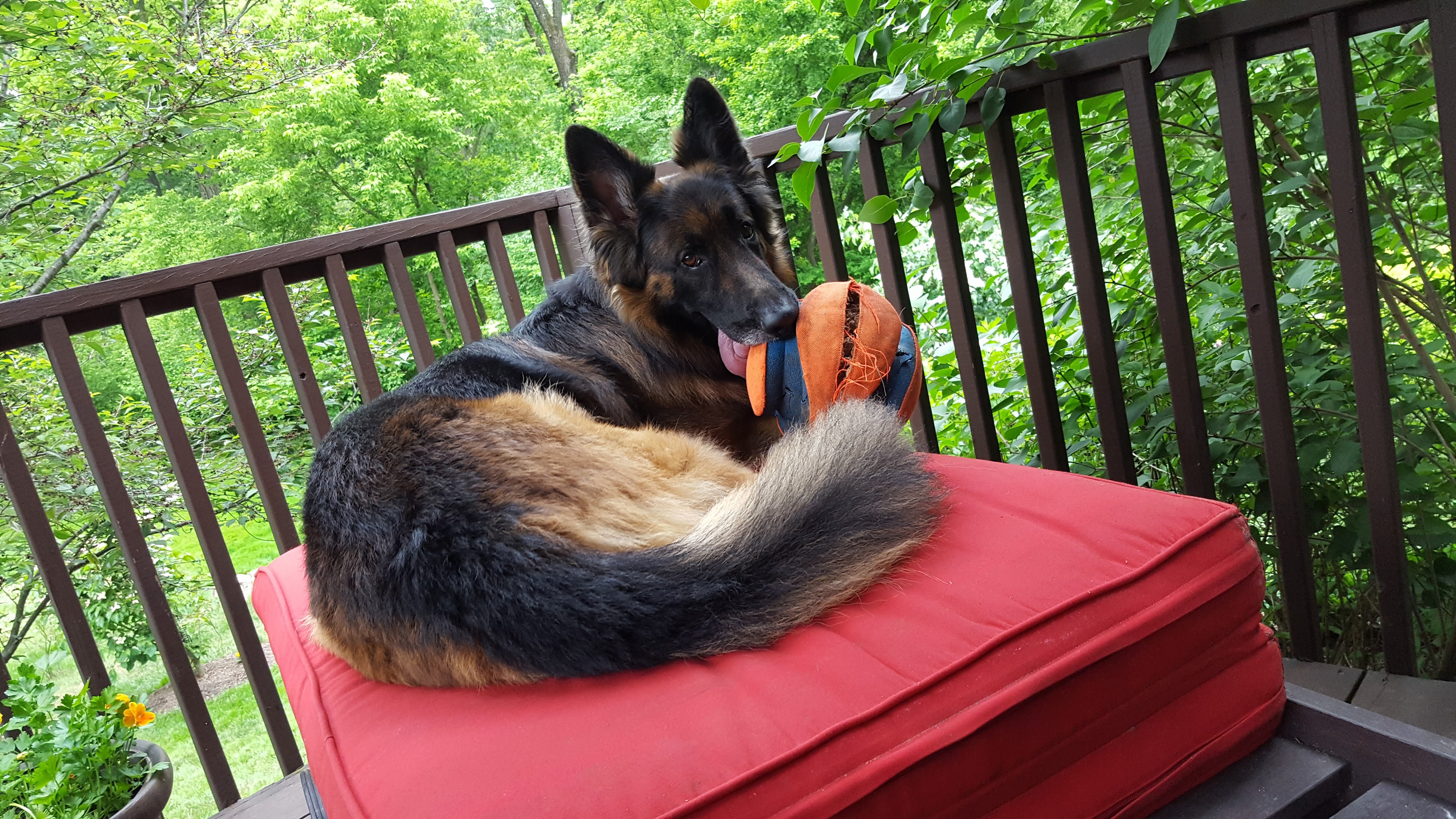 Sammy the German Shepherd