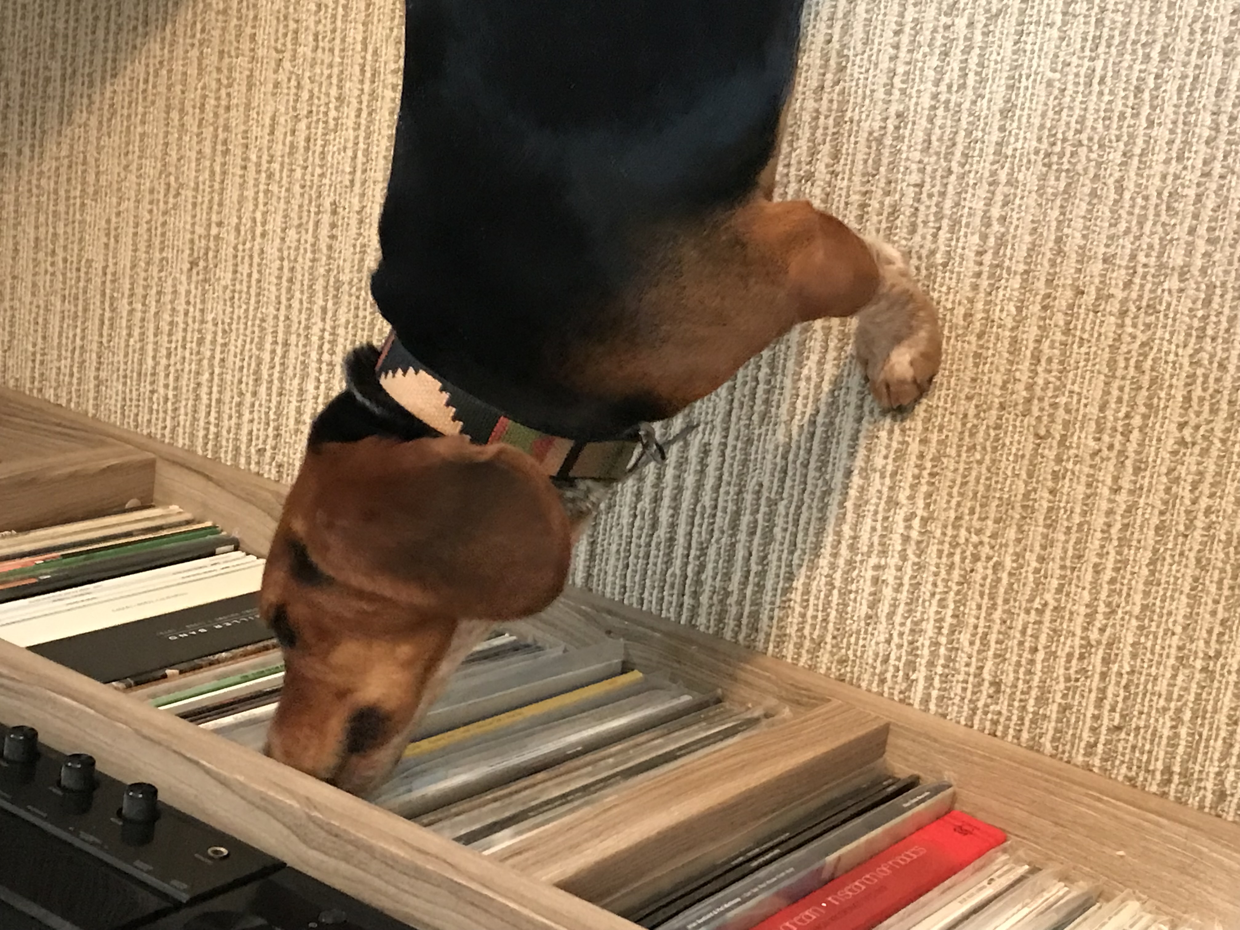 Lola the Vinyl Sniffing Beagle