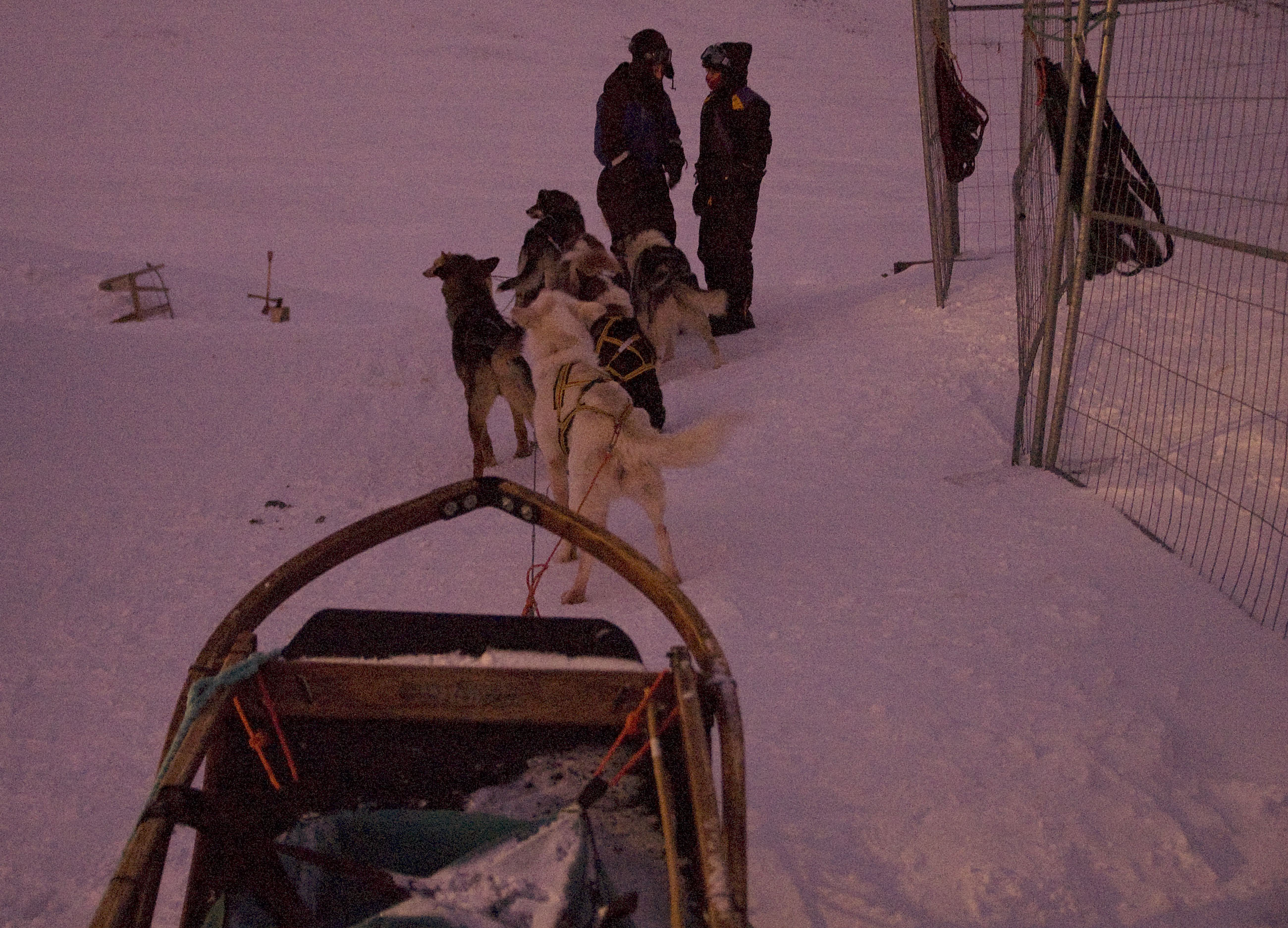 Dog-Sledding on Svalbard