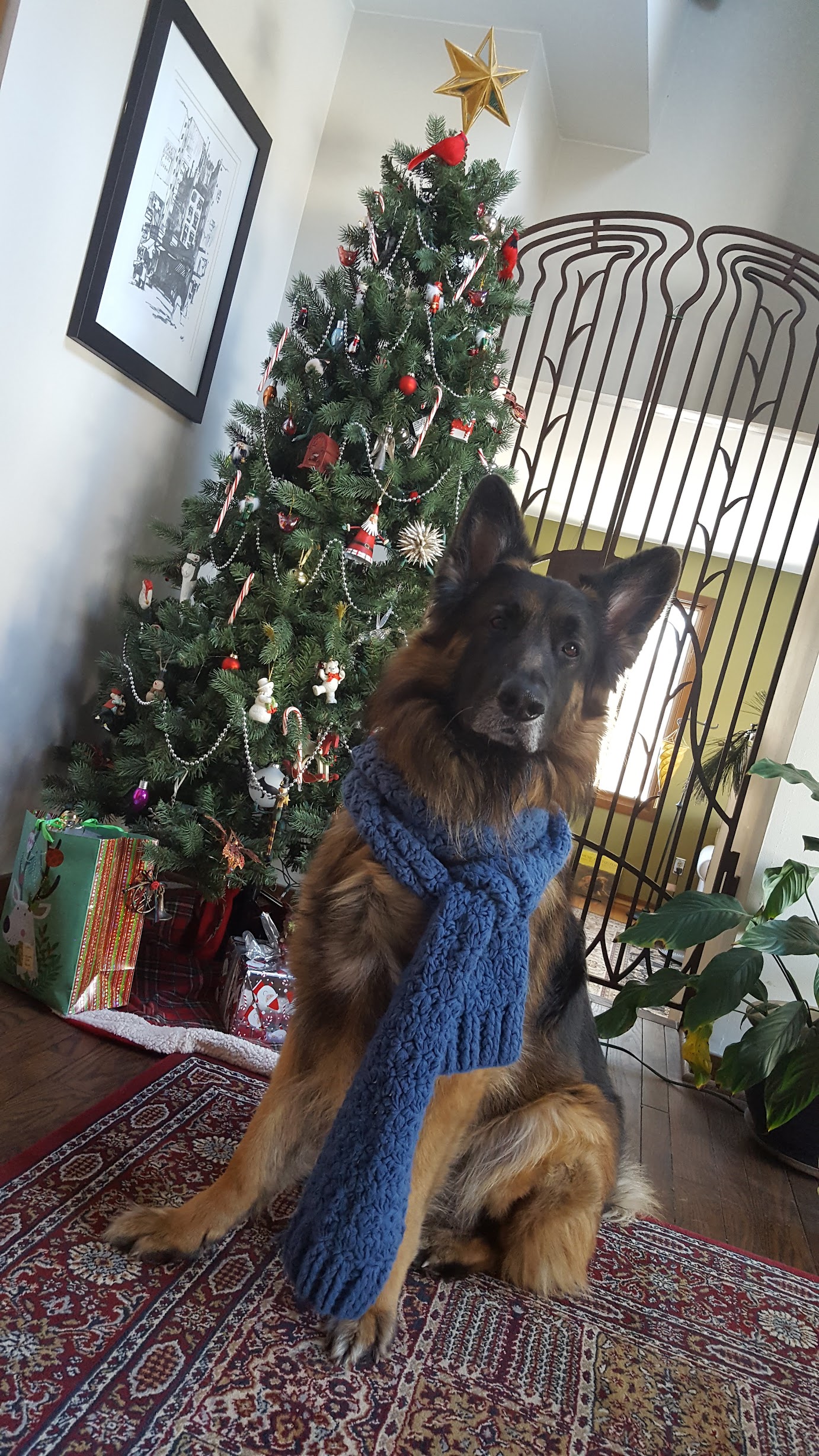 Sammy the German Shepherd