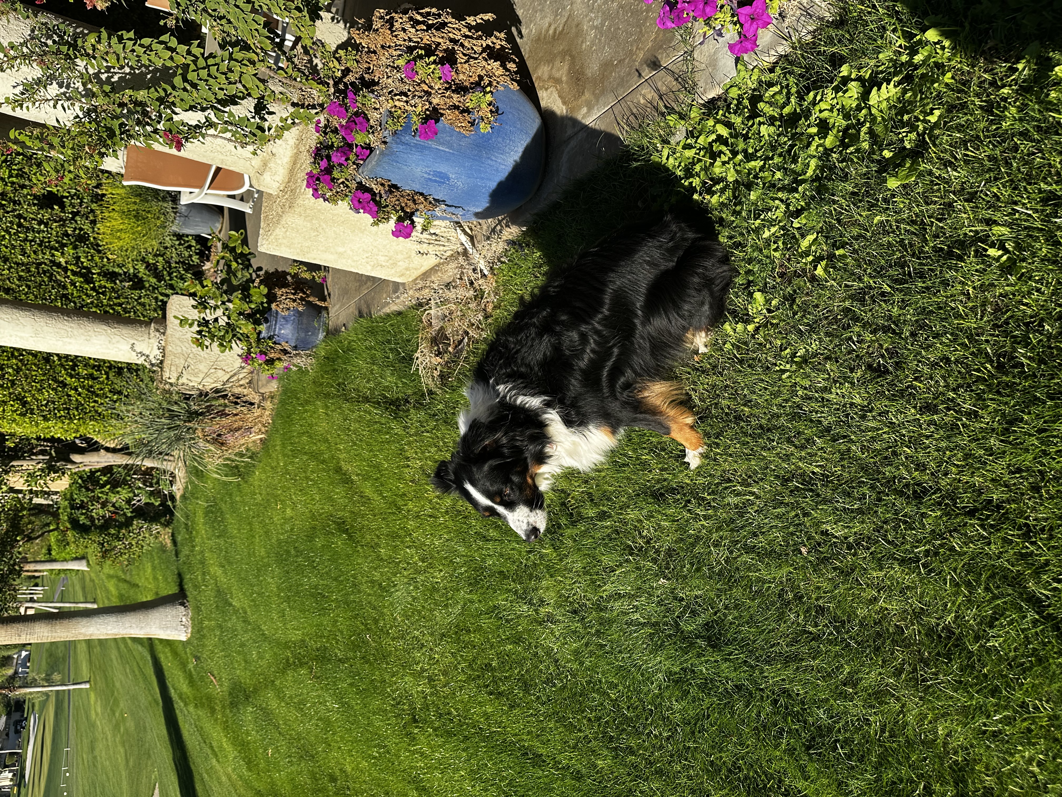 Billie Holiday Australian Shepherd 