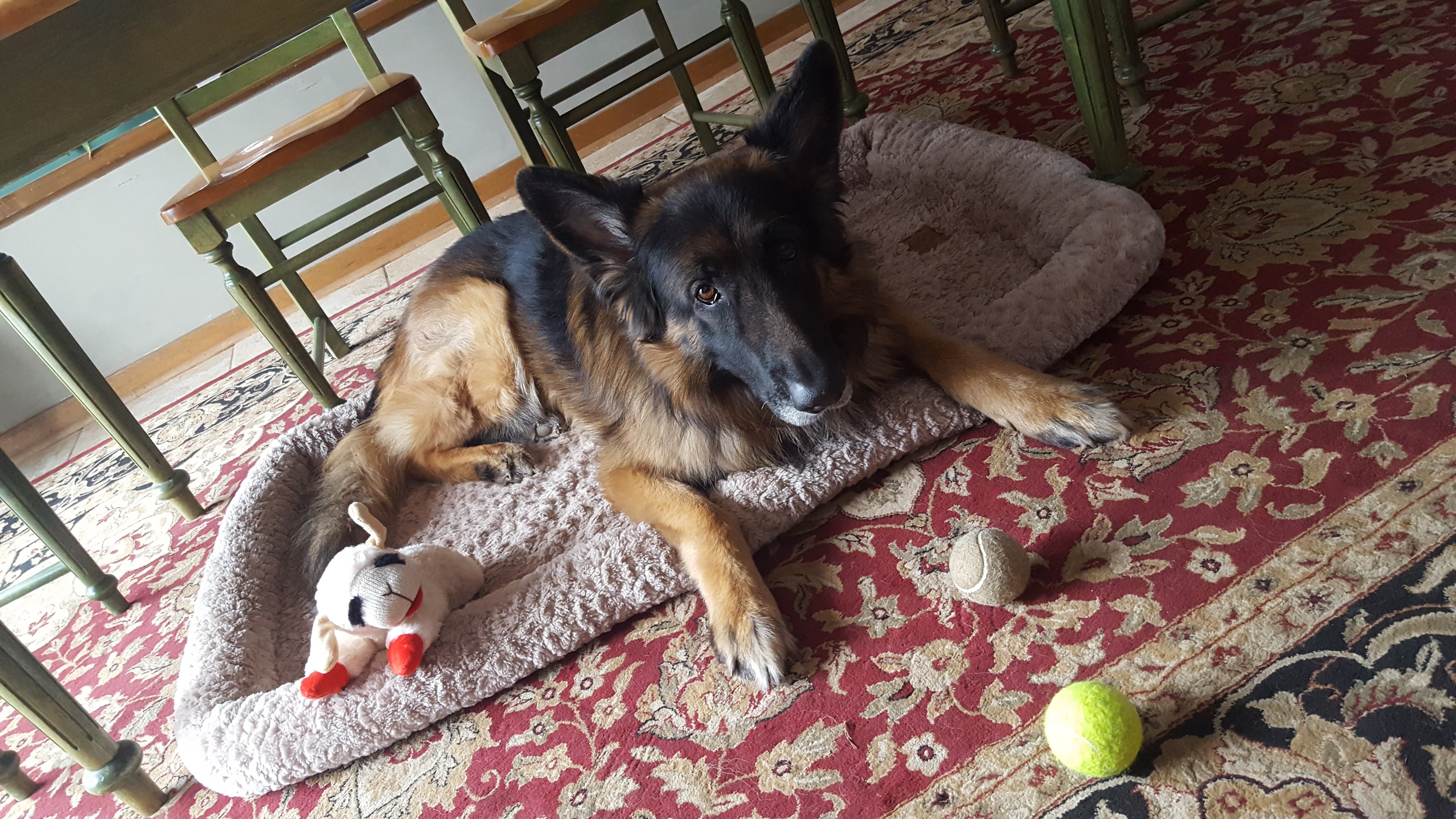 Sammy the German Shepherd