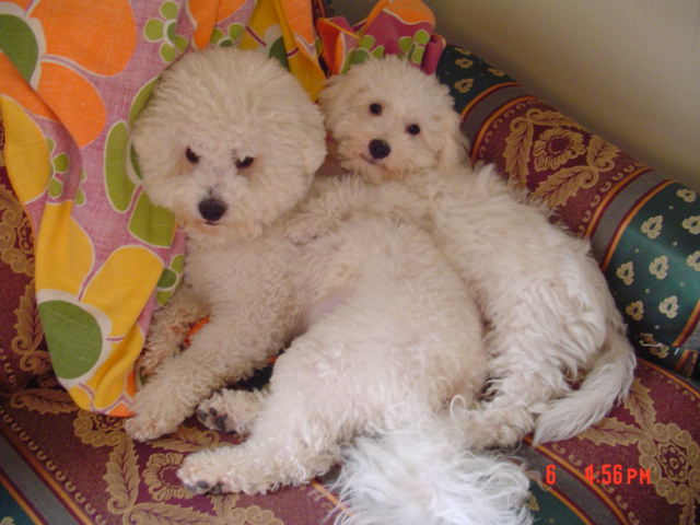 MY DOGS