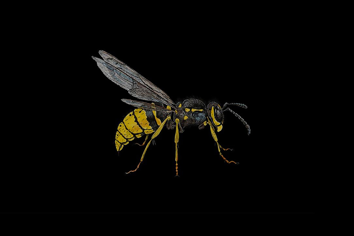 Yellowjackets