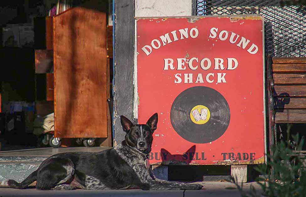 The Domino Dog, New Orleans 