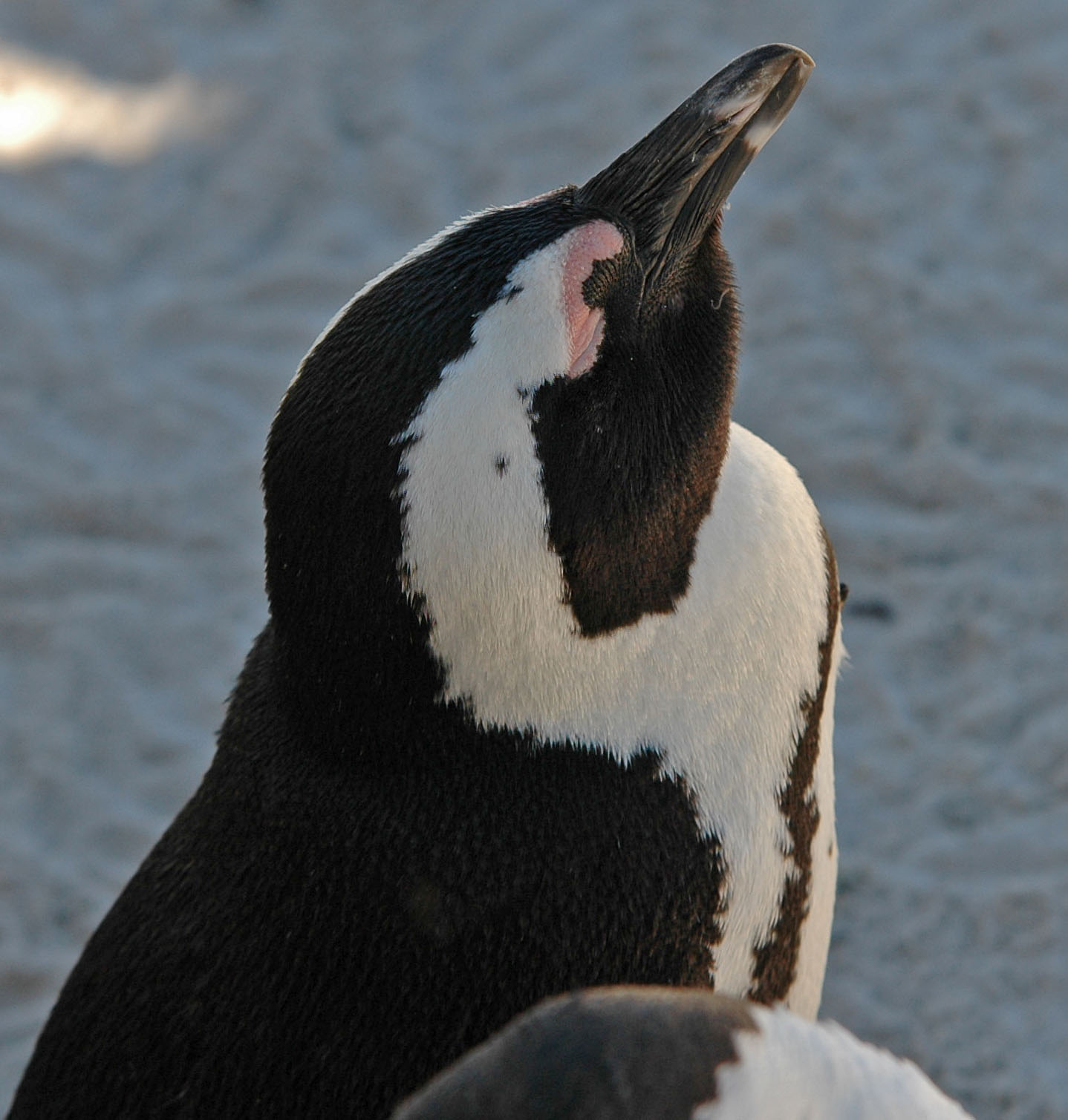 Paradoxical Penguin, Boulders Beach, South Africa