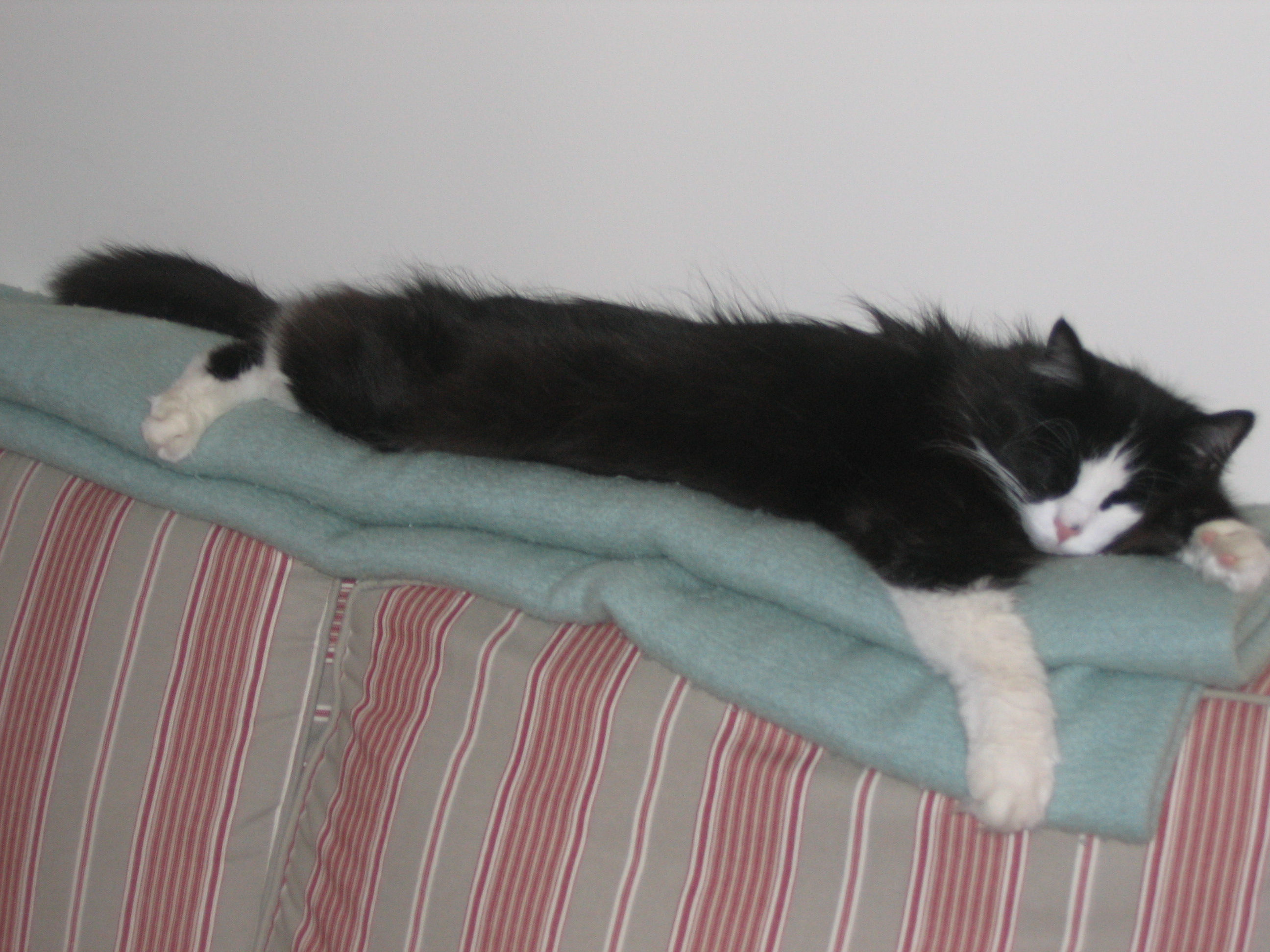 Hatfield (1993 - 2006)