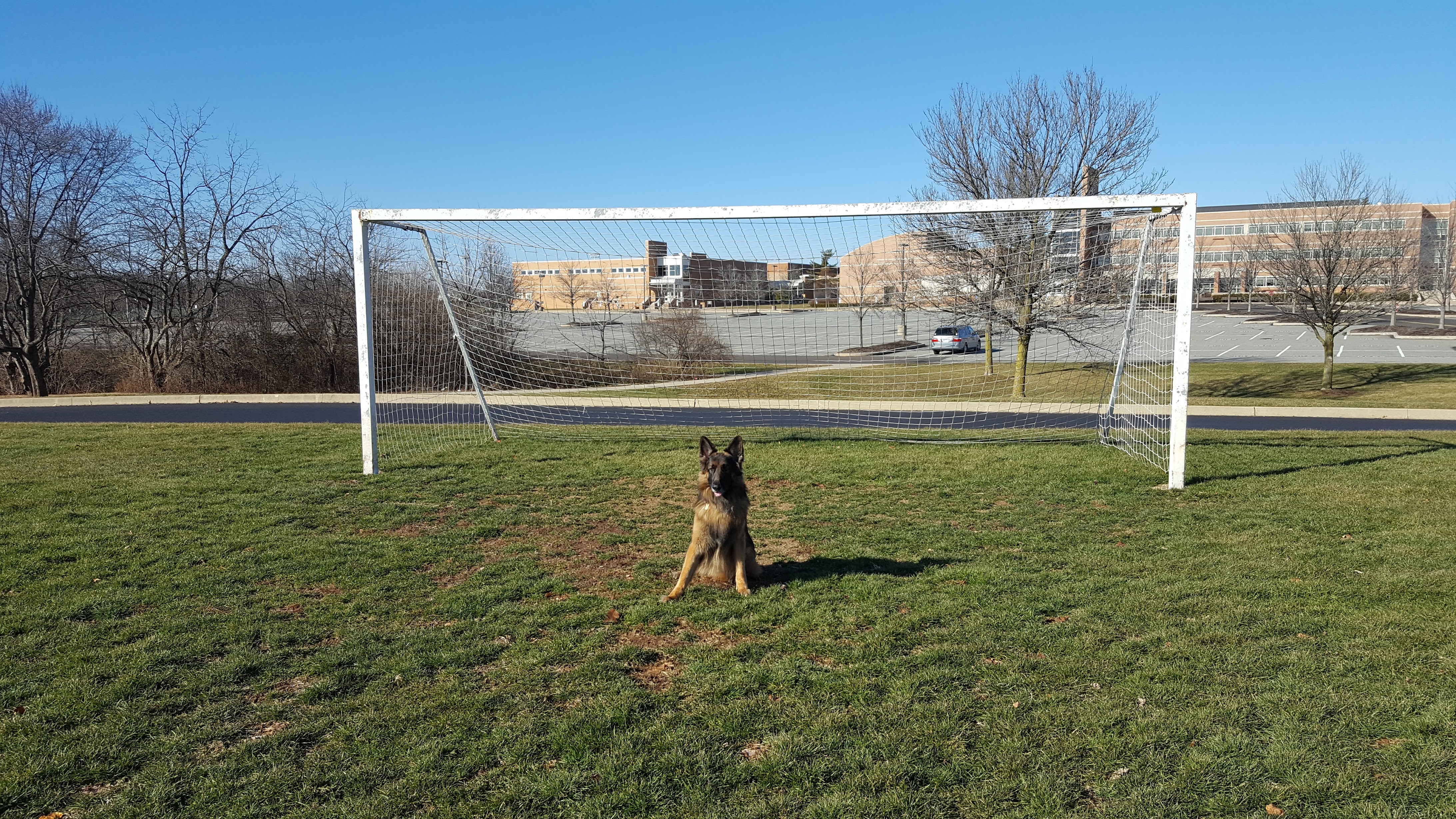 Sammy the German Shepherd