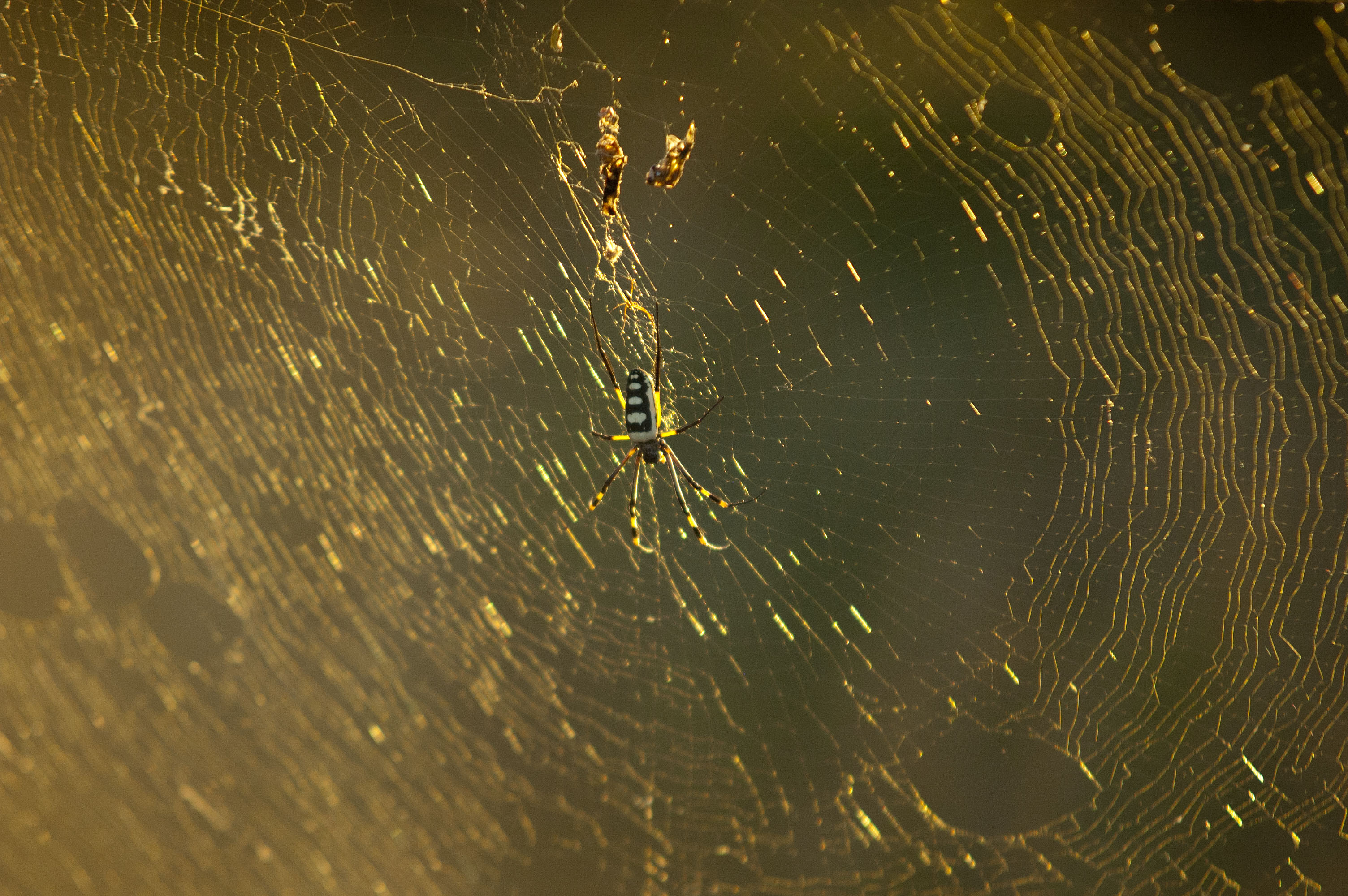 Golden Orb Spider, on Game Safari in Kruger National Park