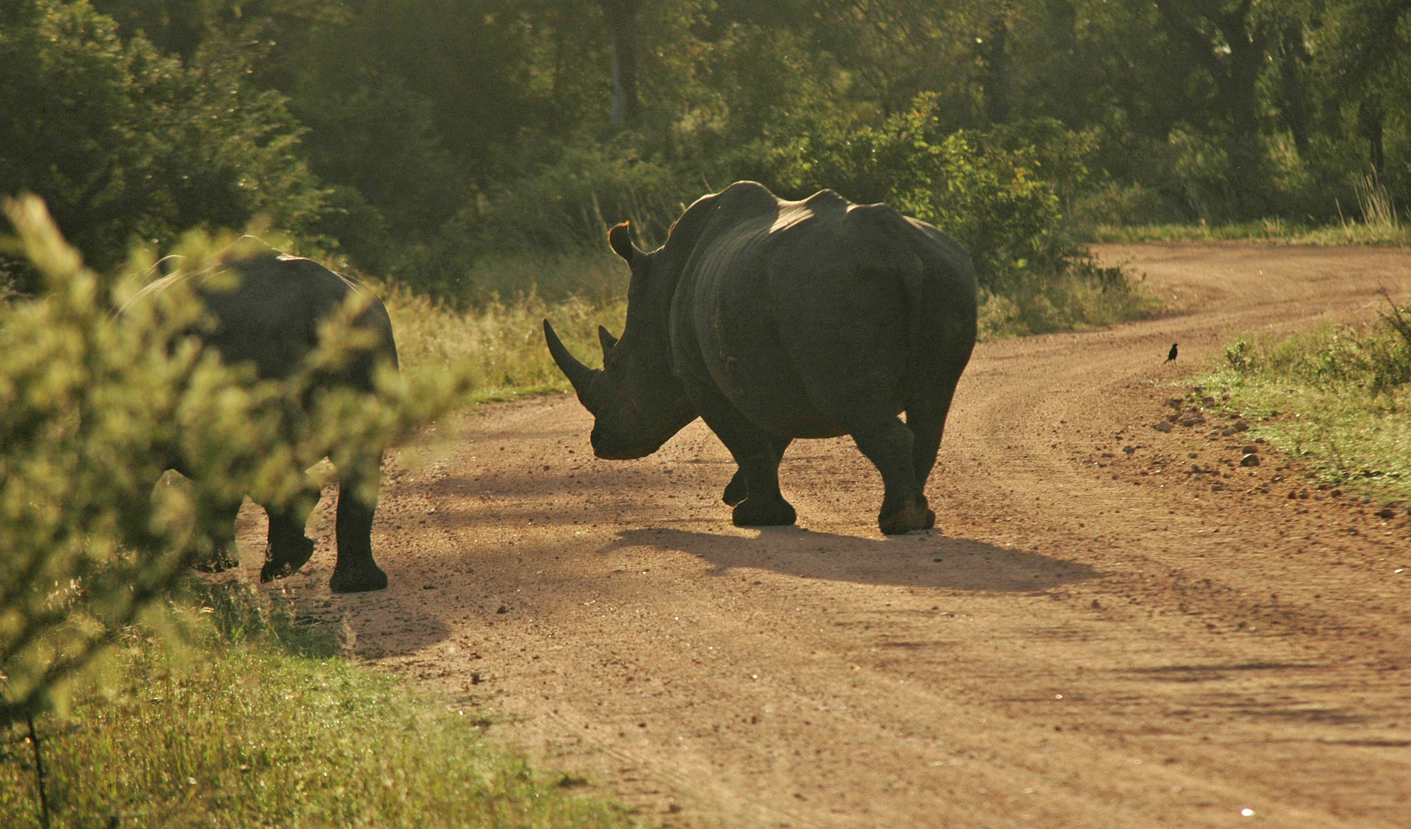 White Rhinoceros, on Game Safari in Kruger National Park