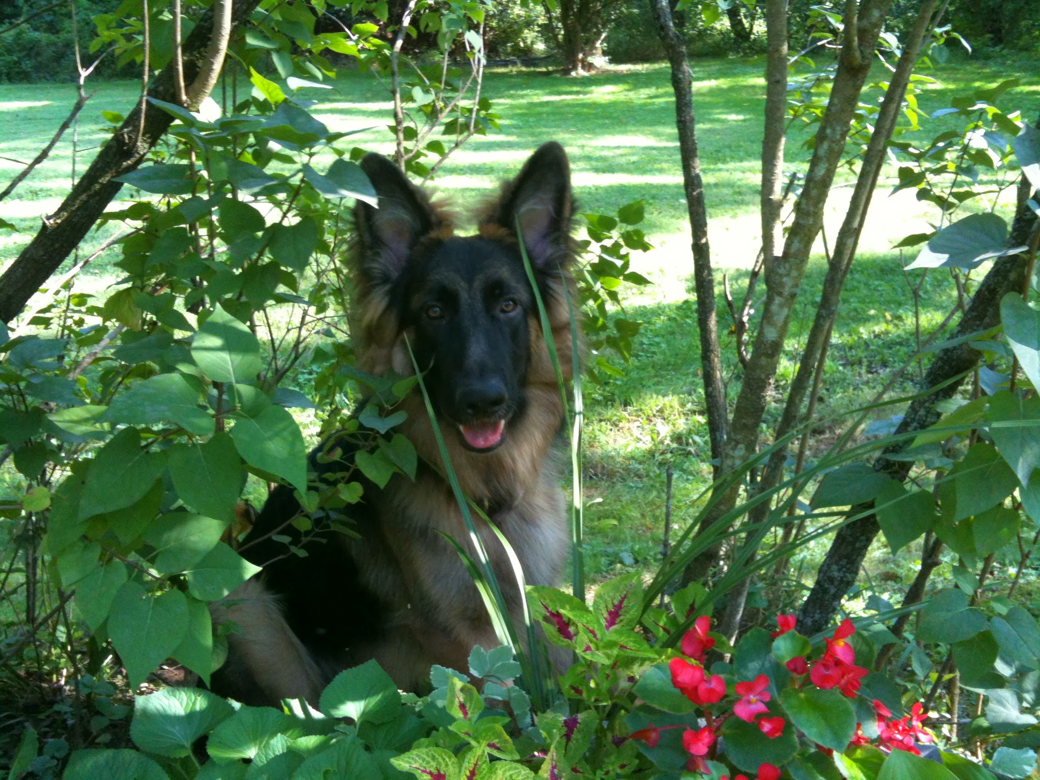 Sammy the German Shepherd
