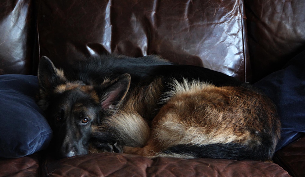 Sammy the German Shepherd