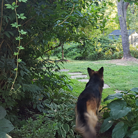 Publisher's Desk: Jazz Dogs