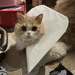 Click to view larger version