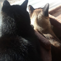 All About Jazz user michelle arseneau