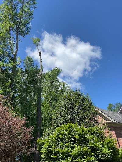 Safety precautions when using a chainsaw