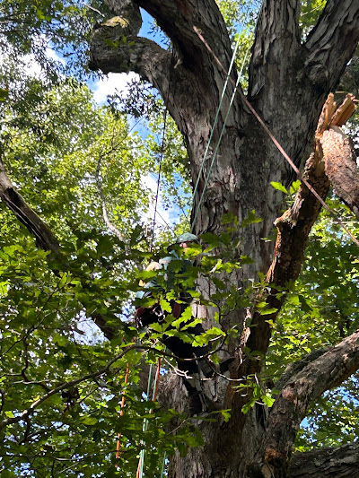 Common Mistakes to Avoid When Cutting