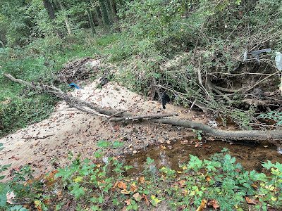 Trees causing damage to structures, sidewalks, or underground utilities