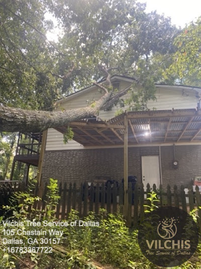 Steps to properly grind a stump