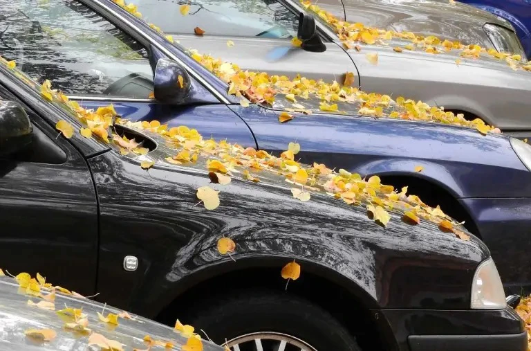 Can Leaves Damage Your Car