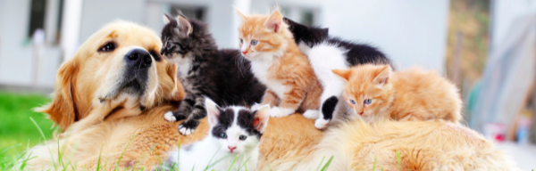 Screen_Shot_2016-03-31_at_2.16.28_PM.png?1459450466