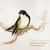 Pied Flycatcher