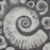 Benjamin Robinson - Ammonites and Shells