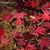 Gilbert - Red leaves floating on the water