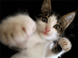 Af_small