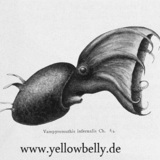 Yellowbelly