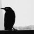 Ravensong
