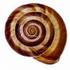 Eardrum