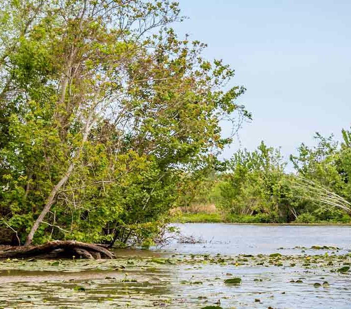 Pearl River American Rivers