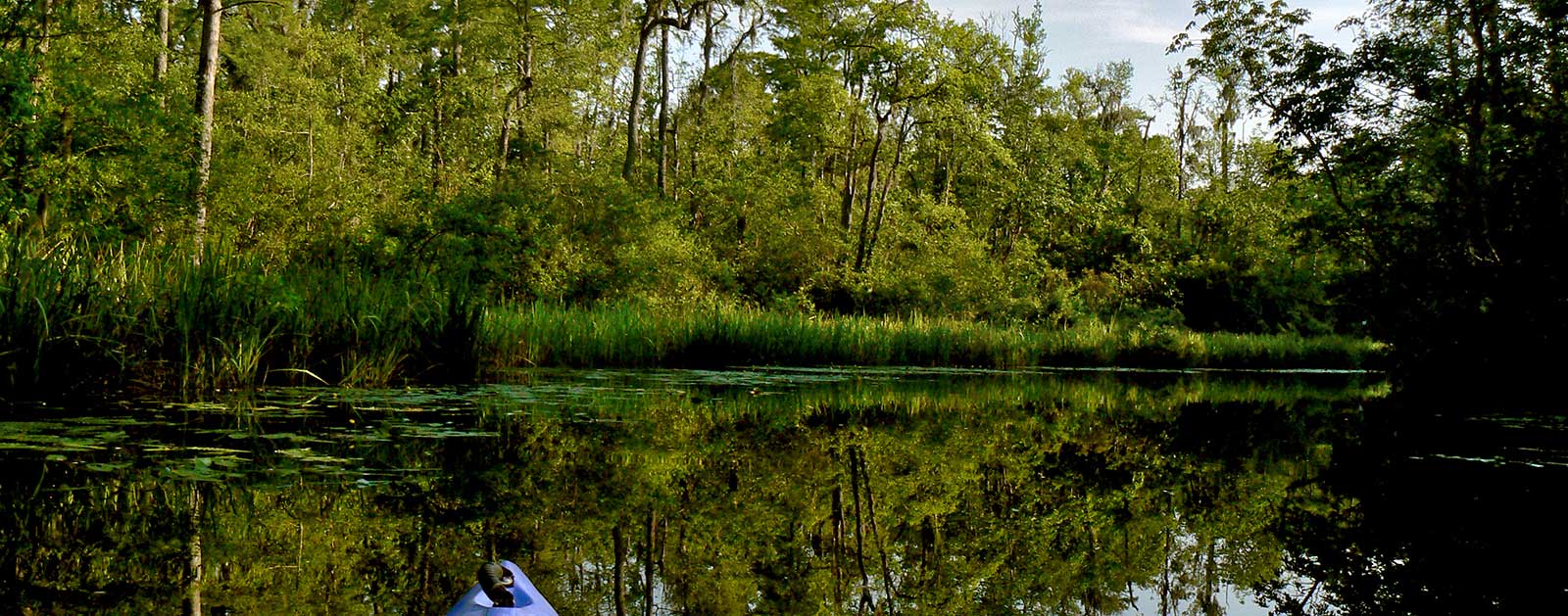 Waccamaw River American Rivers
